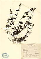 藏品(玉山水苦藚)的圖片